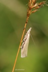 Rüsselzünsler (Agriphila sp.)